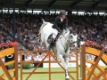 IMG_4130 Gerco Schröder u. Glock´s Cognac Champblanc N.O.P. (Aachen 2016)