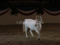IMG_1043 Kerstin Brein u. ihre 5 kleinen Ponys - Freiheitsdressur (Holsteiner Gala Abend 2014)
