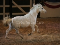 IMG_1045 Kerstin Brein u. ihre 5 kleinen Ponys - Freiheitsdressur (Holsteiner Gala Abend 2014)