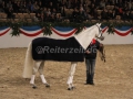 IMG_1099 Corrado - 29 Jahre alt (Holsteiner Gala Abend 2014)