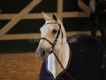 IMG_1123 Corrado - 29 Jahre alt (Holsteiner Gala Abend 2014)