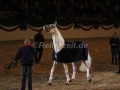 IMG_1127 Corrado - 29 Jahre alt (Holsteiner Gala Abend 2014)