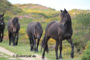 Dartmoor Hengst u. seine Herde