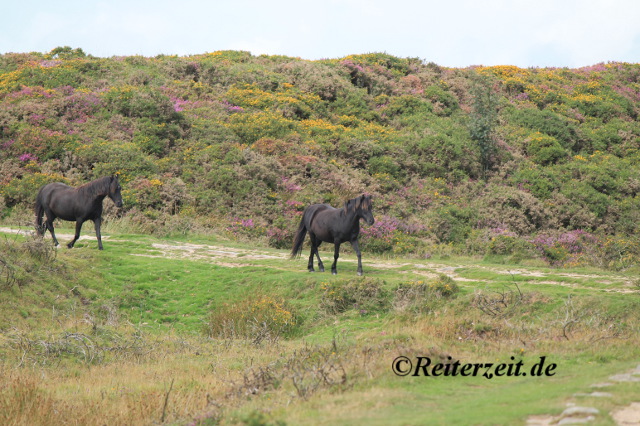 Dartmoor Gruppe unterwegs zur nächsten Herde