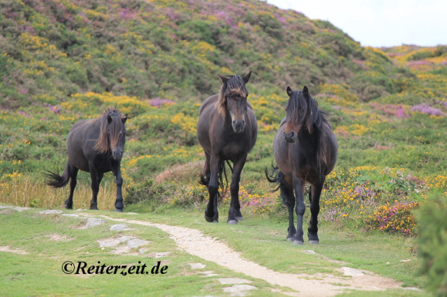 Dartmoor Ponygruppe