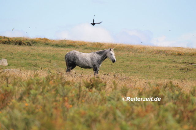 Dösendes Pony