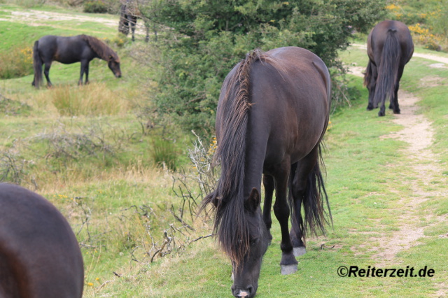 Grasendes Pony