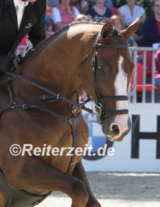 IMG_0262 Aquila SFN (Muenster 2015)