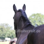 IMG_3706 Pferderücken