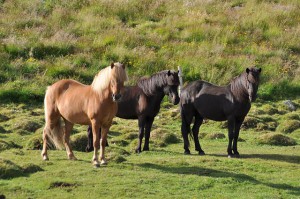 Isländer Ponys