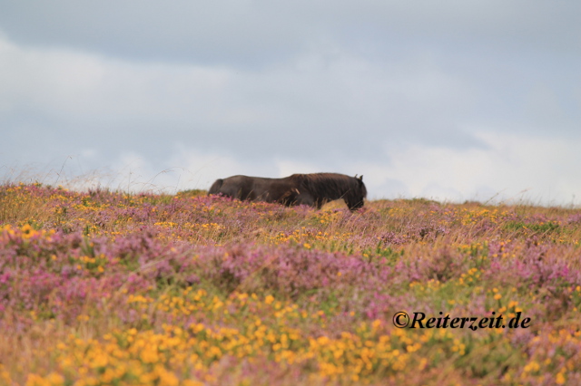 Pony in der Heide