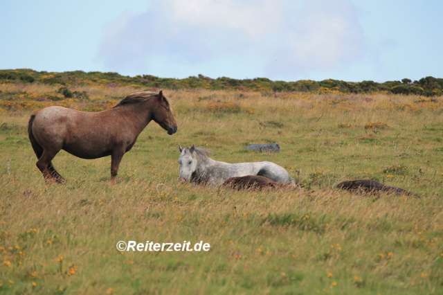 Schlafende Ponys