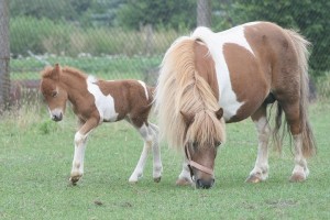 Shetlandpony mit Fohlen